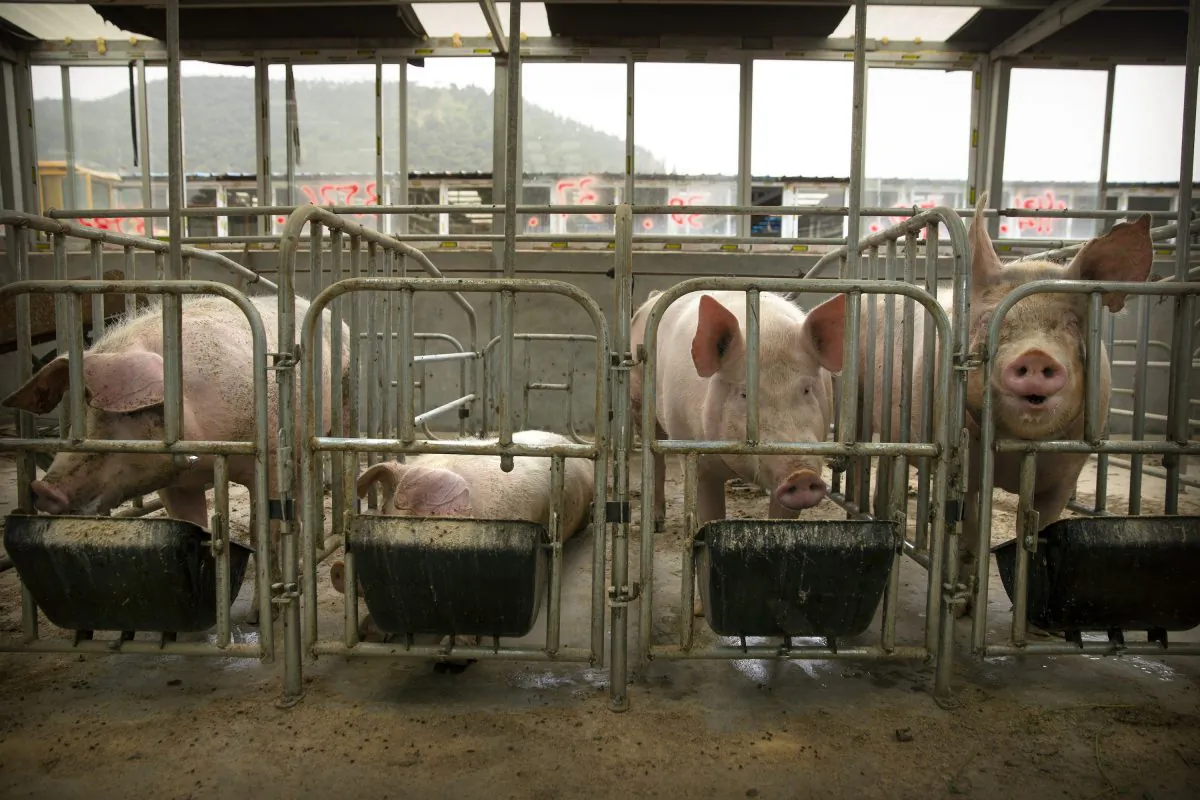 Pigs eat feed at a pig farm in Panggezhuang village in northern China's Hebei Province on May 8, 2019. As a deadly virus ravages pig herds across Asia, scientists are accelerating efforts to develop a vaccine to help guard the world's pork supply. (Mark Schiefelbein/AP)