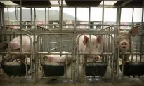 China Battling Swine Fever in More Regions