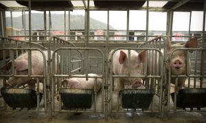 China’s African Swine Fever Situation Becoming Increasingly Challenging But CCP Trying to Downplay It