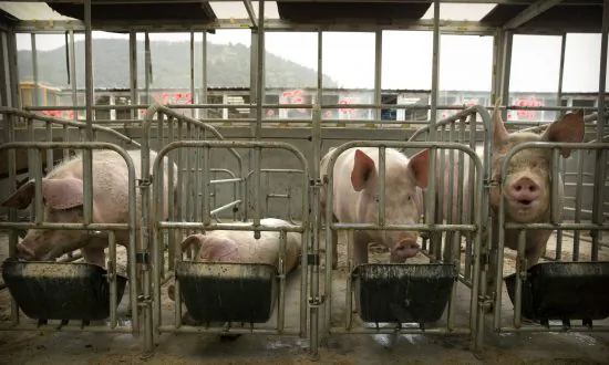 China Battling Swine Fever in More Regions