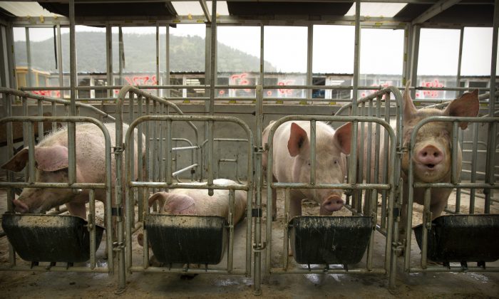 Pigs eat feed at a pig farm in Panggezhuang village in northern China's Hebei Province on May 8, 2019. As a deadly virus ravages pig herds across Asia, scientists are accelerating efforts to develop a vaccine to help guard the world's pork supply. (Mark Schiefelbein/AP)