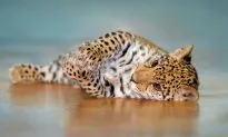 Hybrid Housecat With Tiger Stripes & Leopard Spots Is Mesmerizing the Internet