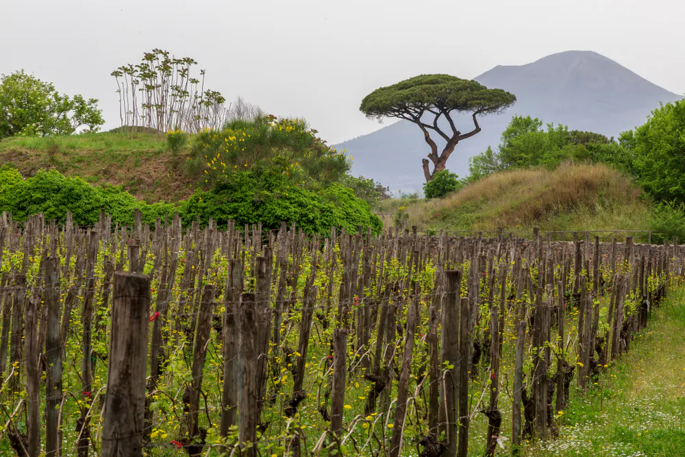 Vineyards in Pompeii, with a view of Mount Vesuvius, where wine has been produced since ancient Roman times. (Shutterstock)