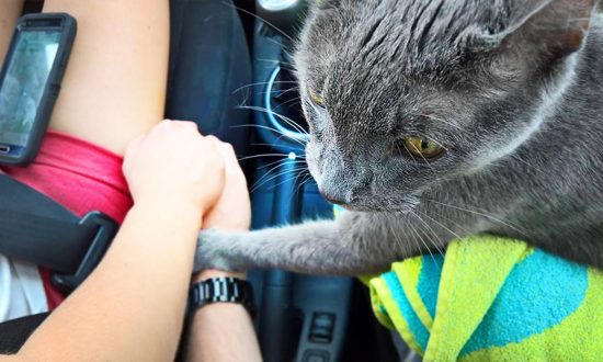 Viral Photo of Dying Cat ‘Holding’ Owner’s Hand on Final Trip to the Vet Breaks Hearts on the Internet