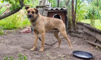 VIDEO: Dog Chained to a Fence for 10 Years Snarled Until a Stranger Set Him Free