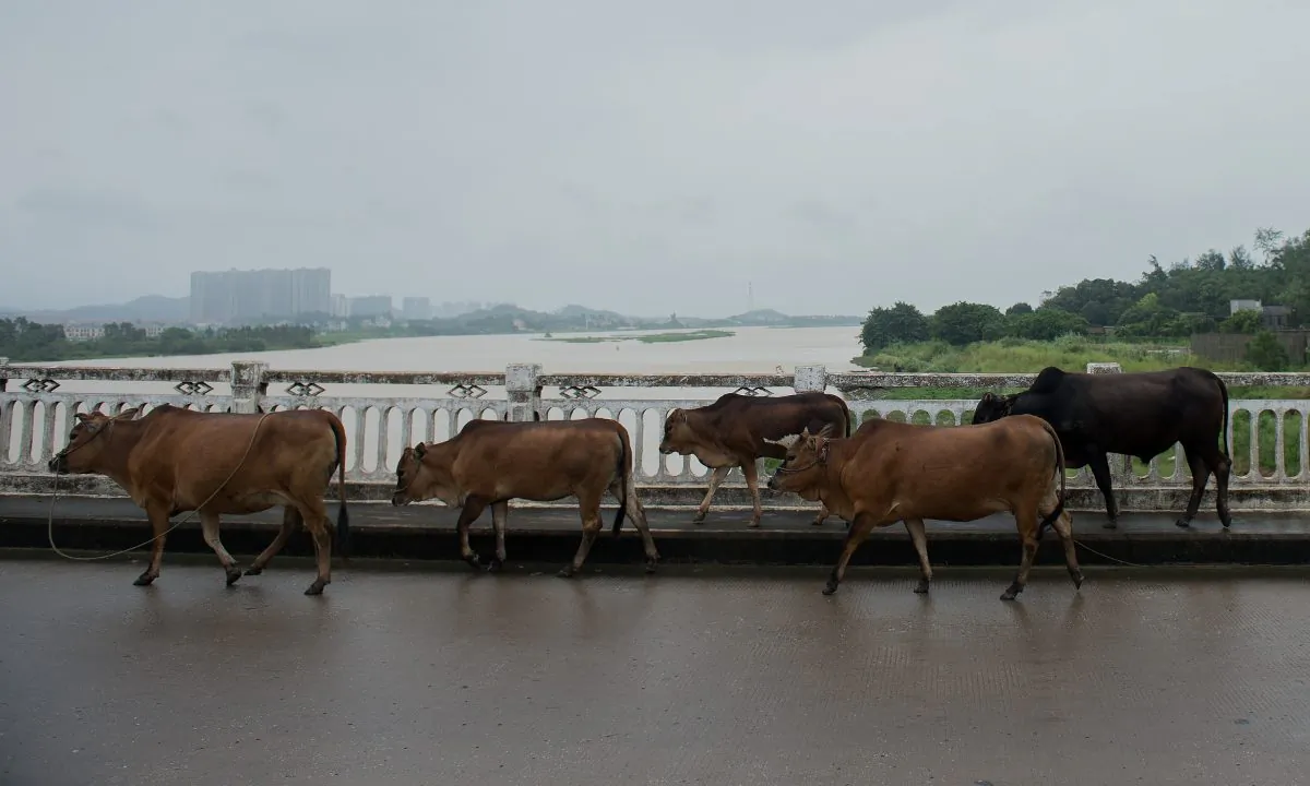 Cows walking along a road in China in this file photo. (Nicolas Asfouri/AFP/Getty Images)