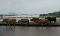 Heifer Herd Blocks Highway, Police Wrangle for 30 Minutes