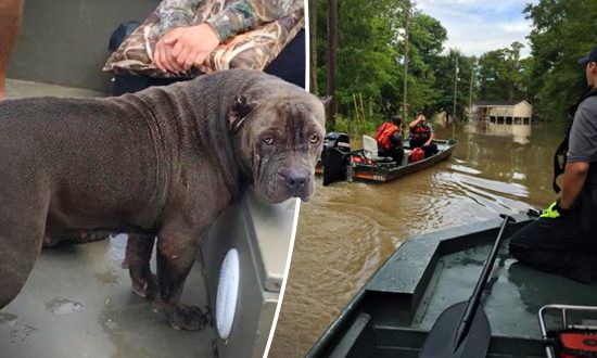 Drowning Dog Gets Rescued During Louisiana Flood Moments Before Going Under