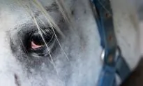 Heartbreaking Video Shows Grieving Horse Bidding His Owner a Final Goodbye at Funeral