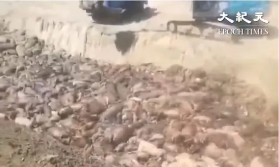 Thriving Fishing Village in China Polluted Because of African Swine Fever