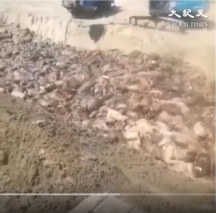 A screenshot from a video showing a truck dumping dead pigs into a huge pit. (Video provided by a resident in Huanyu Village, Rudong County, Jiangsu Province)