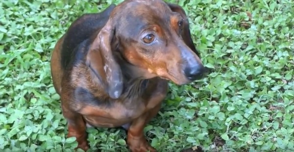 Pregnant Dachshund Is Found Abandoned; Vet Looks Closer and Realizes the  Sad Truth