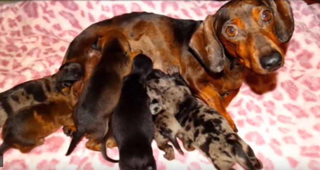 Pregnant Dachshund Is Found Abandoned; Vet Looks Closer and Realizes the  Sad Truth