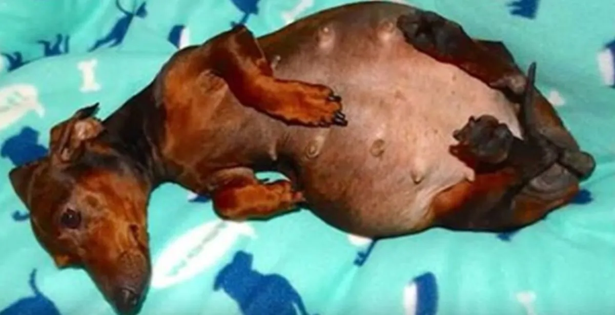 (Friends Of Emma Medical Rescue/YouTube)