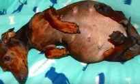 Pregnant Dachshund Is Found Abandoned; Vet Looks Closer and Realizes the Sad Truth