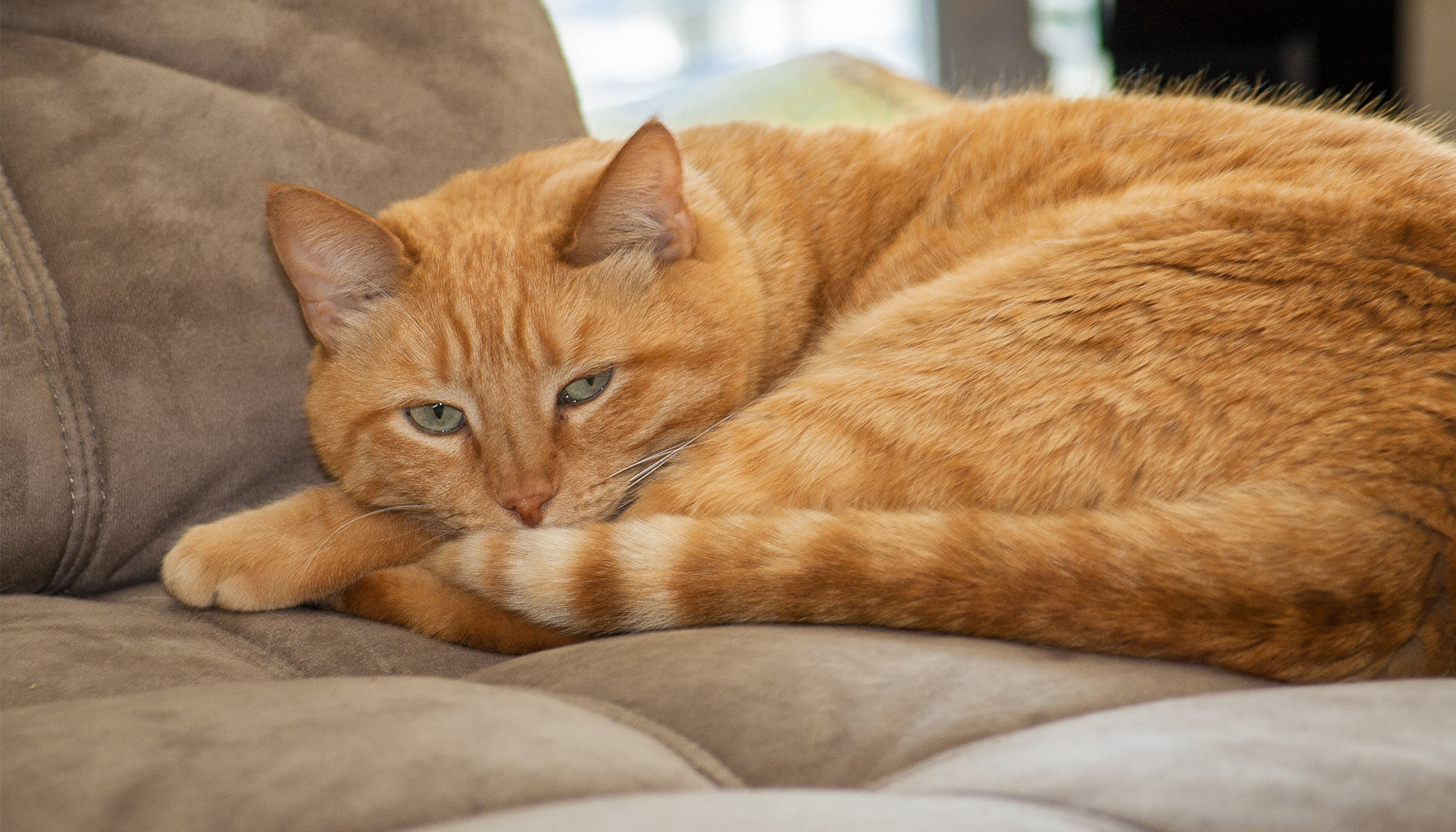 California High School Gives 'Student ID' to Well-Known Cat - ABC News