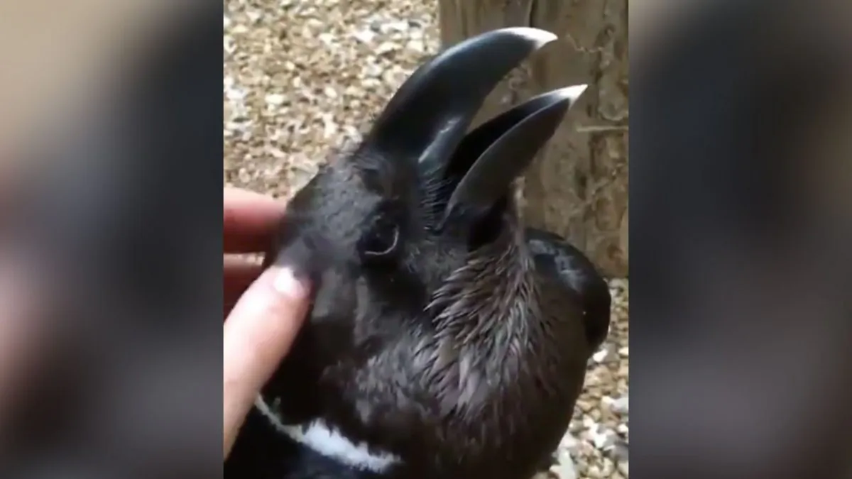 A video of a black animal getting a nice scratch is spreading quickly around the internet as people take sides in yet another great debate. (Paige Davis/World Bird Sanctuary(