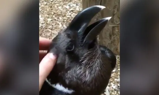 Is It a Bird or a Bunny? This Optical Illusion of an Animal Is Confusing the Internet