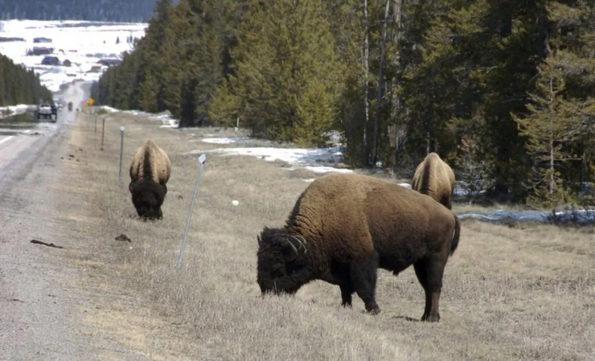 Bison graze along a state highway near West Yellowstone, Mont., on April 20, 2014. (Matthew Brown/AP)