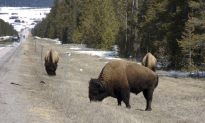 Video Shows a Giant Bison Ramming Into a Family’s Rental Car in Yellowstone