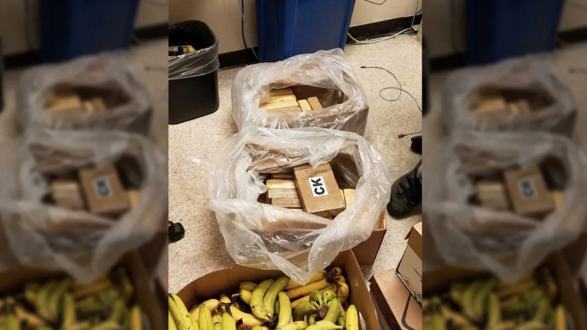 Authorities say cocaine valued at more than $1 million was found with shipments of bananas at three grocery stores in Washington state on Aug. 18, 2019. (King County Sheriff's Office)