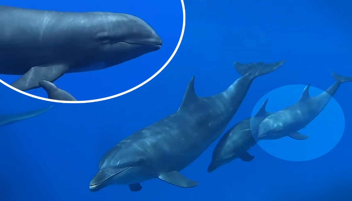 Mother Dolphin ‘Adopts’ Melon-headed Whale Calf and Raises Him Like a ...