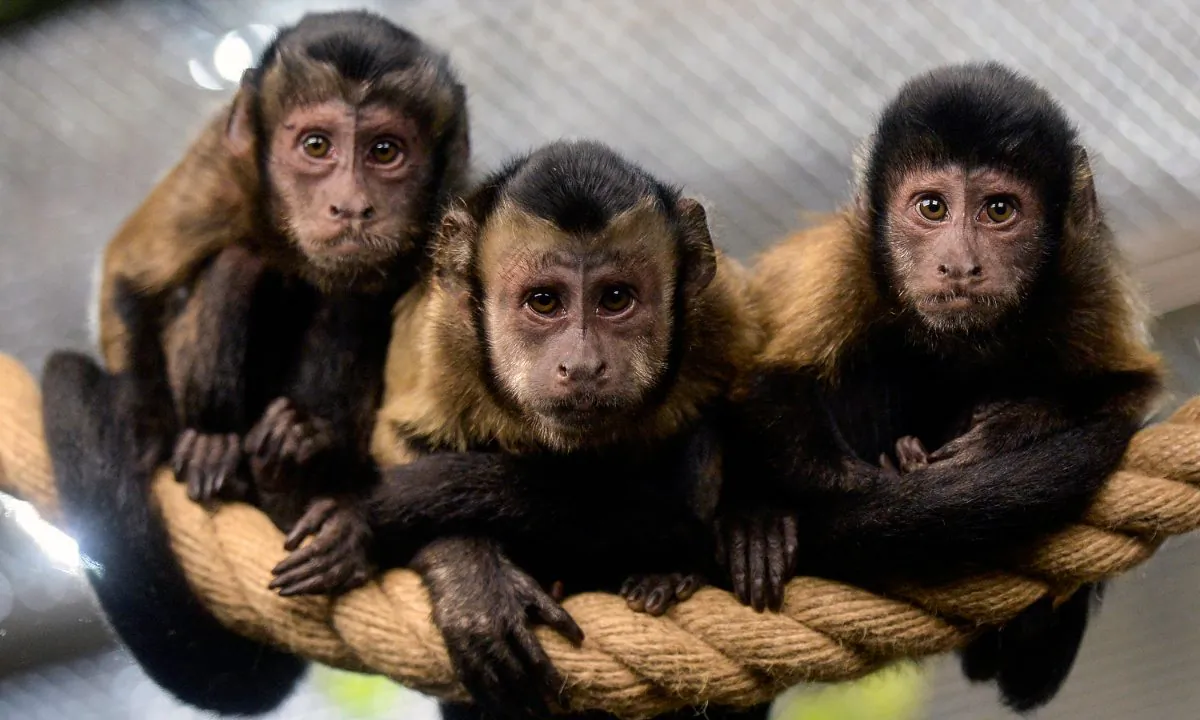 Brown Capuchin monkeys in a zoo. (Olga Maltseva/AFP/Getty Images)