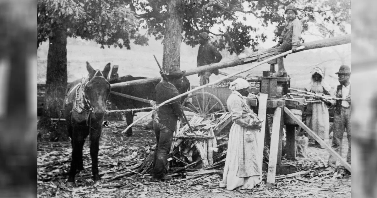 A group of men and women, presumably slaves, grind sugar with the help of mules and a simple machine on a farm, Georgia, mid 19th Century. A child sits atop on the fulcrum of the machine. (L.J. Schira/Hulton Archive/Getty Images)
