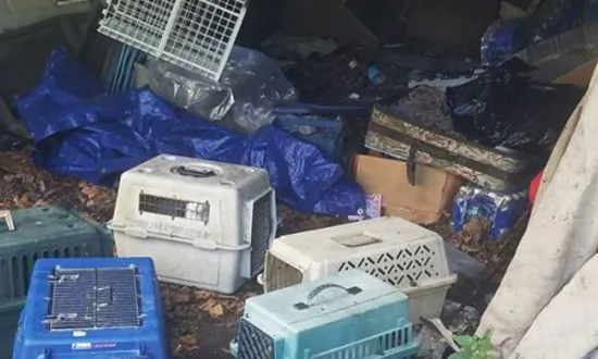 Gas Man Lifts Up Tarp in Abandoned House and Saves 9 Cats Caged in 5 Crates