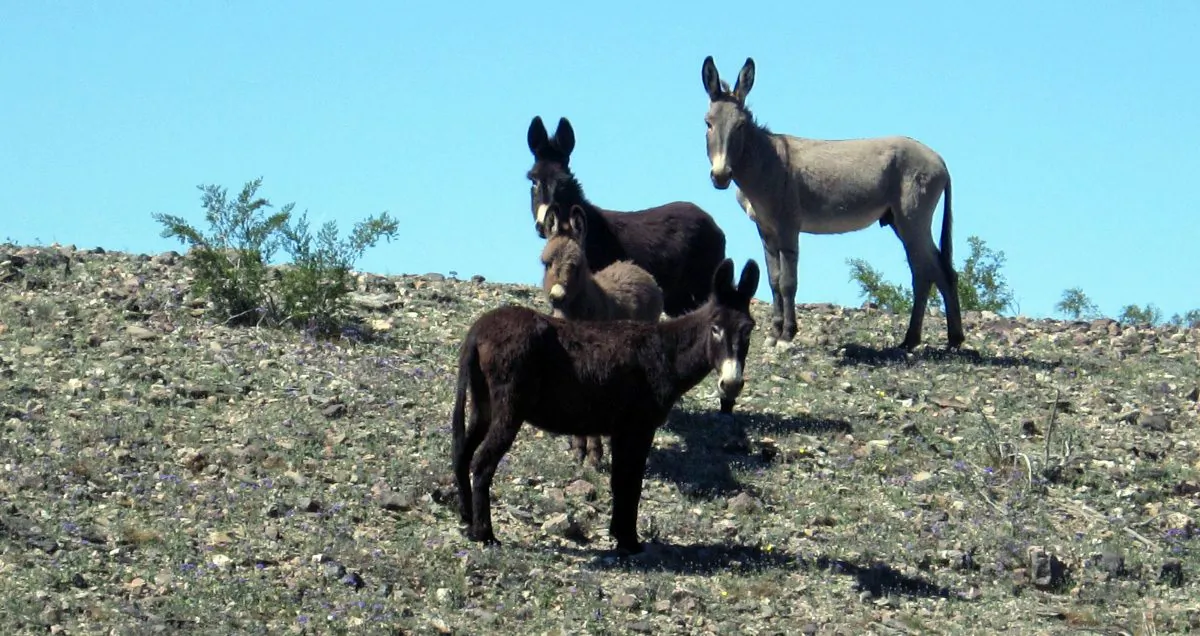 An undated photo of wild burros roaming the Mojave National Preserve in San Bernardino County, Calif. (Courtesy of the US Bureau of Land Management)