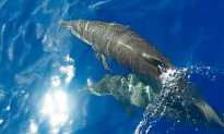 Mother Dolphin ‘Adopts’ Melon-headed Whale Calf and Raises Him Like a Bottlenose Dolphin