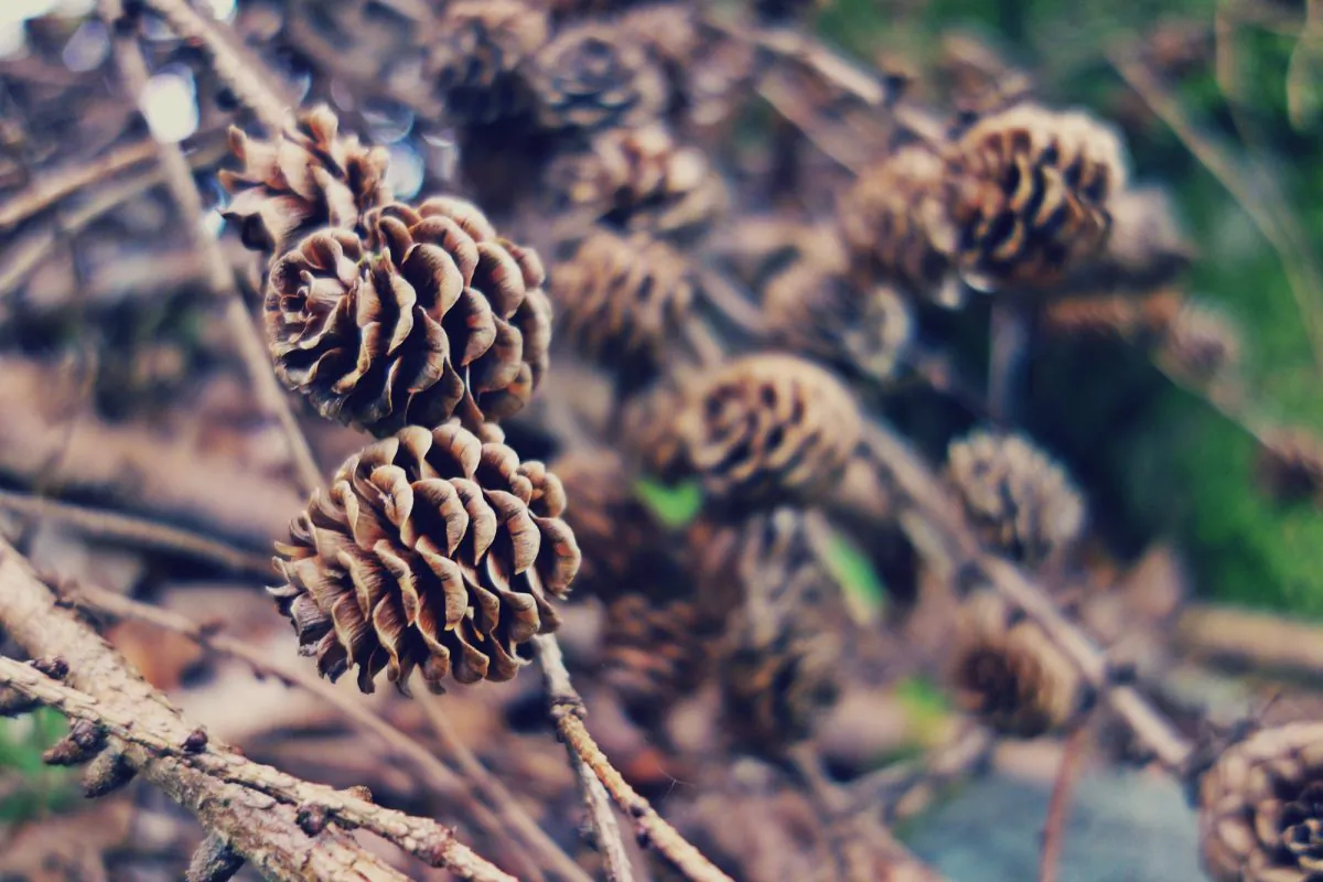 (Cerys Lowe/Unsplash)