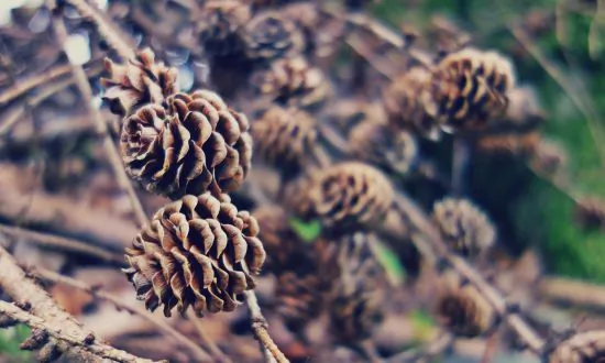 No Charges After Infant Choked to Death on Pinecone at Day Care in North Carolina
