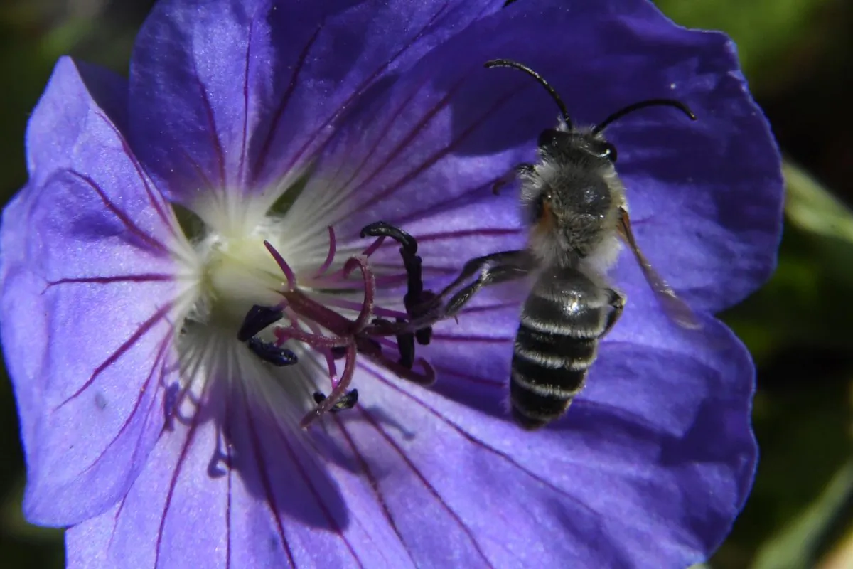 This photo taken on July 8, 2017, shows a honeybee hovering above a geranium flower in a garden in Hede-Bazouges, western France. (DAMIEN MEYER/AFP/Getty Images)
