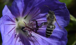 Roundup 'Guts' Bee Colonies, Threatens Human Health, Scientists Say