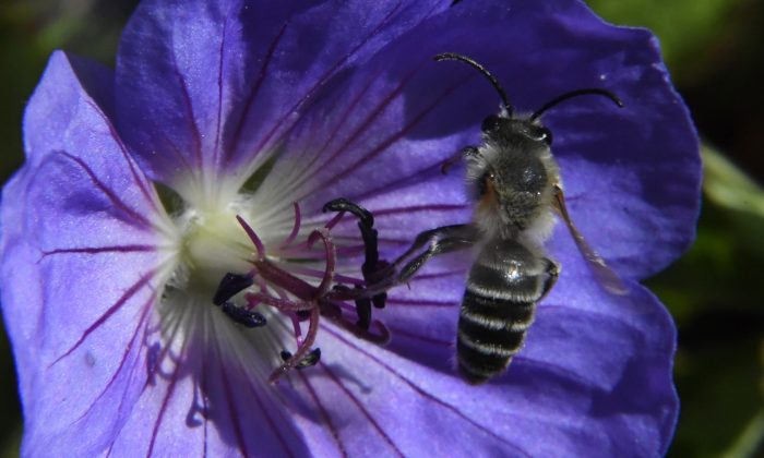 This photo taken on July 8, 2017, shows a honeybee hovering above a geranium flower in a garden in Hede-Bazouges, western France. (DAMIEN MEYER/AFP/Getty Images)