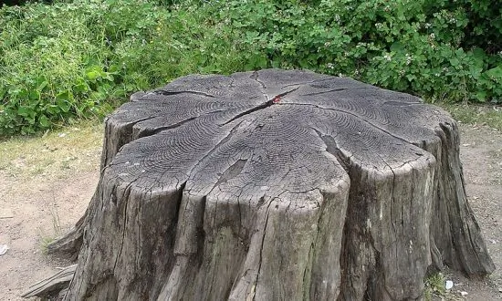 Viral: Man Uses His SUV to Attempt Tree Stump Removal, With Hilarious Results
