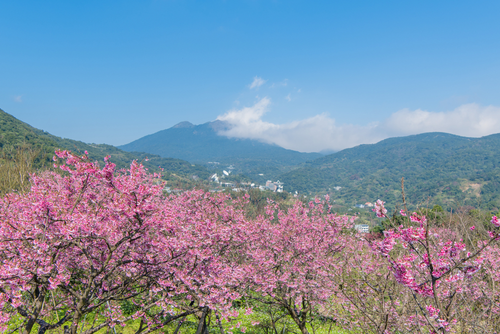 cherry blossoms in yangmingshan national park