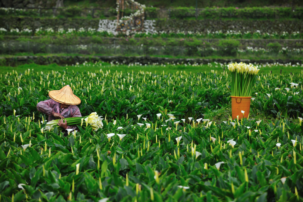 farmer collects calla lilies at bamboo lake yangmingshan