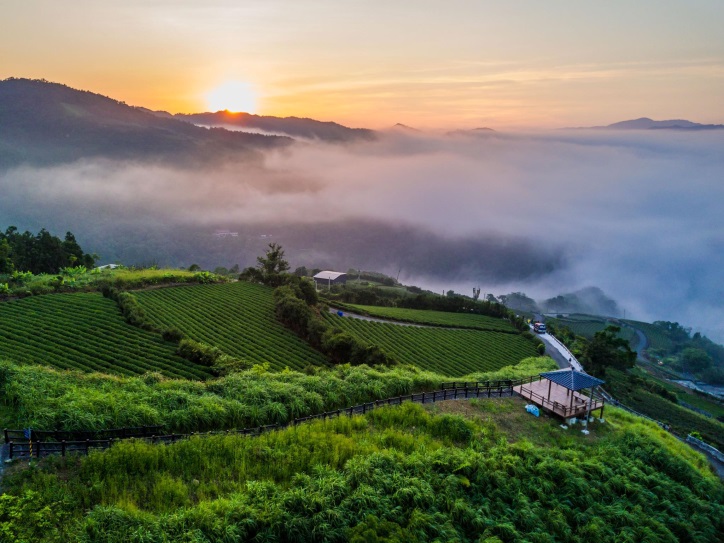 pinglin tea farm