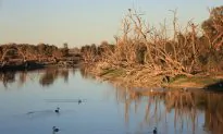 Murray-Darling Basin Authority to Be Overhauled