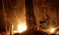 Amazon Fires and the Politics