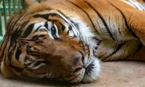 Tigress Gives Birth to Lifeless Cub but When She Starts Licking it, a Miracle Unfolds