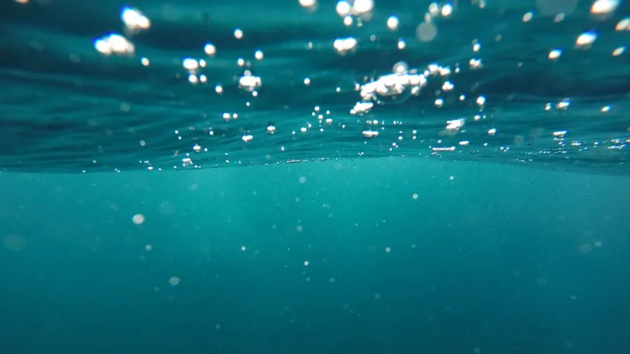 Underwater view. (Jeremy Bishop/Unsplash)