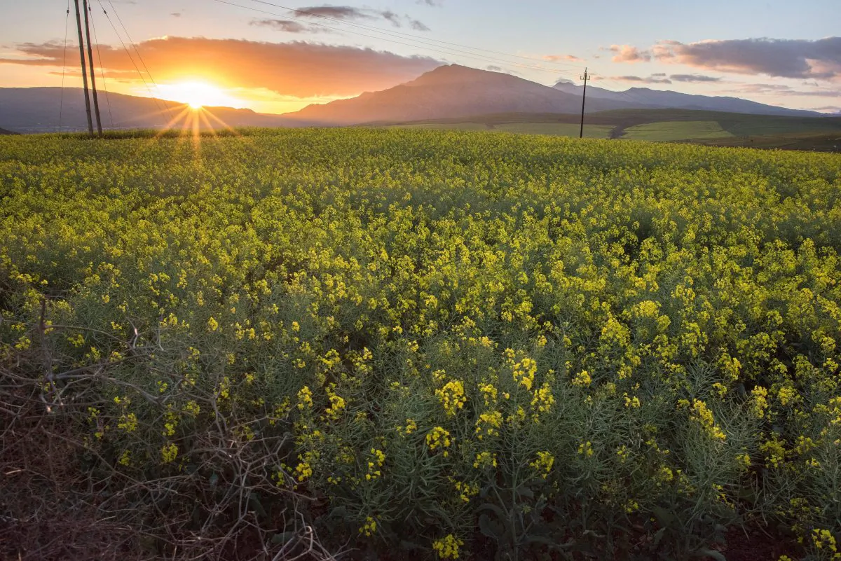 The sun sets over canola fields in South Africa’s Western Cape Province near Botriver on Aug. 28, 2019. (RODGER BOSCH/AFP/Getty Images)
