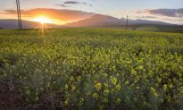United Nations Misleads About Food Production and Climate Change