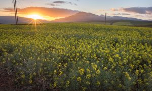 United Nations Misleads About Food Production and Climate Change