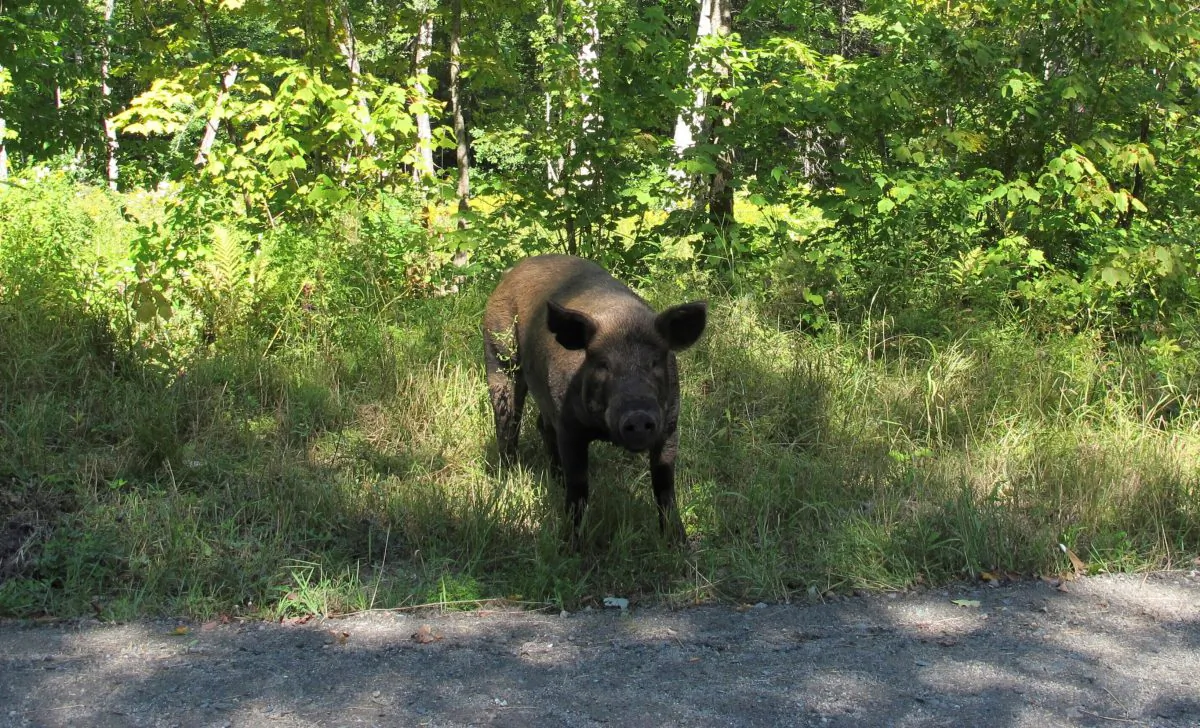 A pig that escaped from a Vermont farm walks along a road in Orange, Vt, on Aug. 29, 2019. Farmer Walter Jeffries of Sugar Mountain Farm says most of the 250 pigs that escaped earlier this month are back and the fence, which he said was damaged by vandals, has been fixed. (AP Photo/Lisa Rathke)