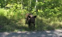250 Pigs Escape; Most Back, Some With Help From Hot Dog Buns