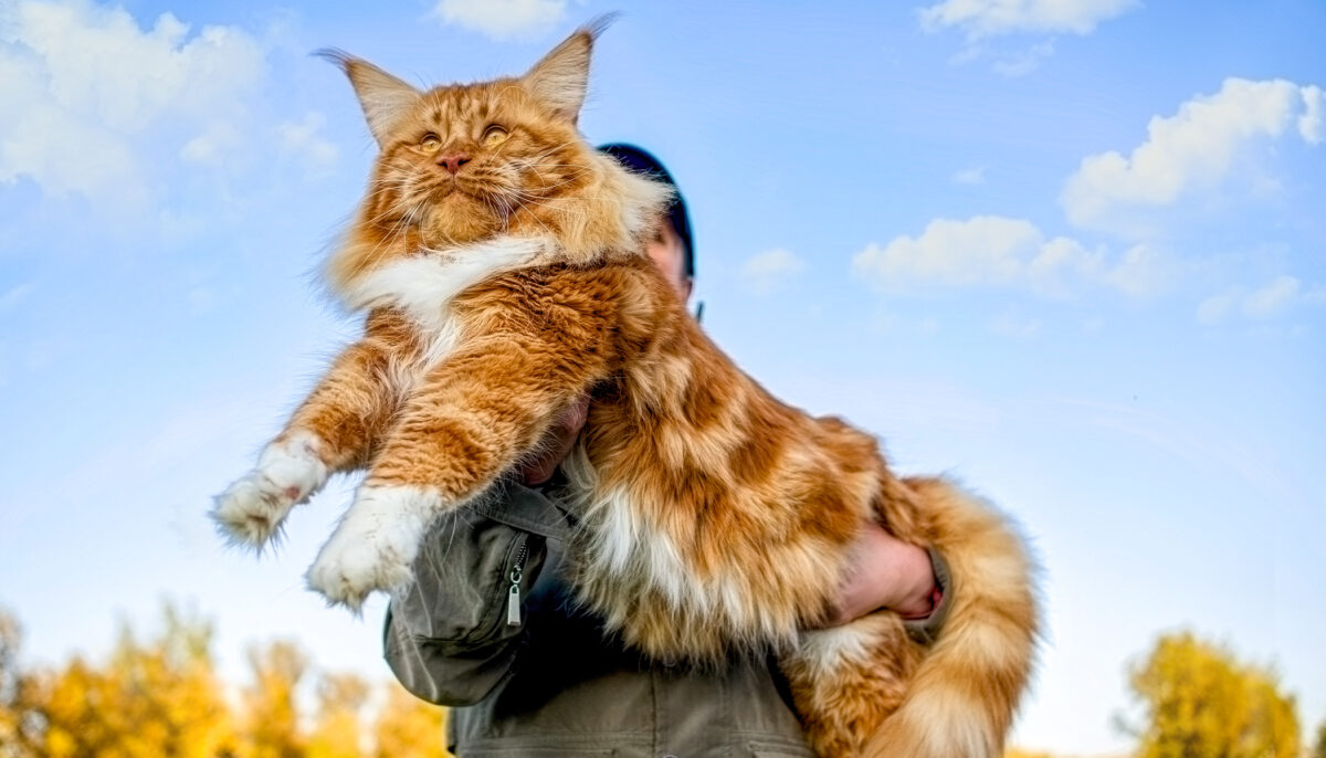Meet Samson, the Largest Cat in New York City That Weighs 30lb and Is 4 ...